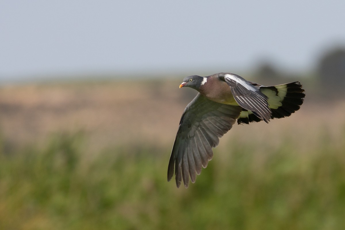 holub hřivnáč - ML620057068