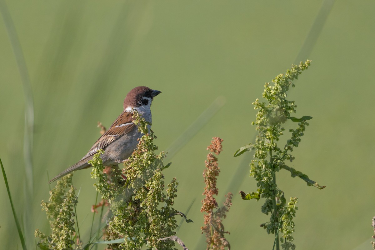 Eurasian Tree Sparrow - ML620057092