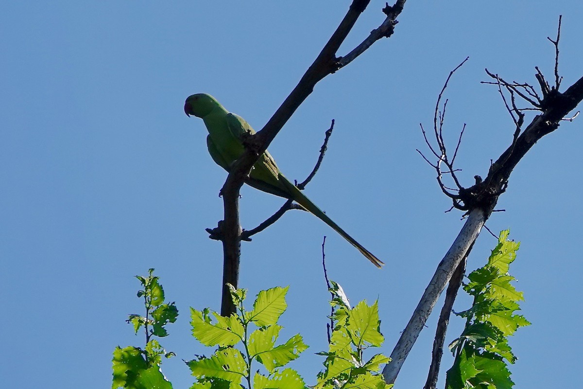 Yeşil Papağan - ML620057108
