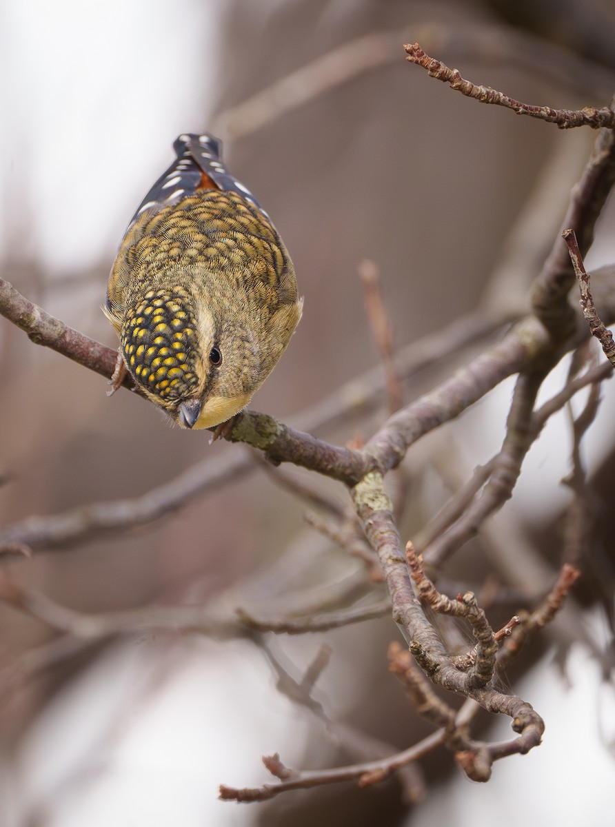 Spotted Pardalote - ML620057118