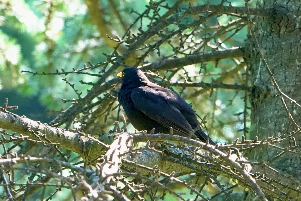 Eurasian Blackbird - ML620057122