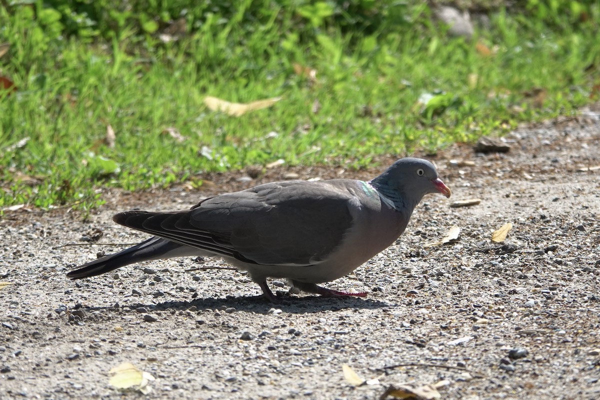 Pigeon ramier - ML620057124