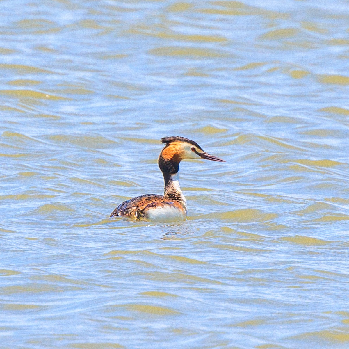 Great Crested Grebe - ML620057140