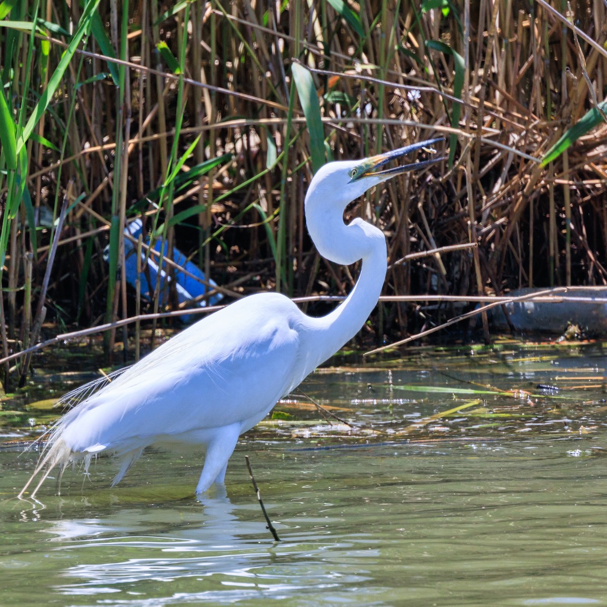 Great Egret - ML620057143