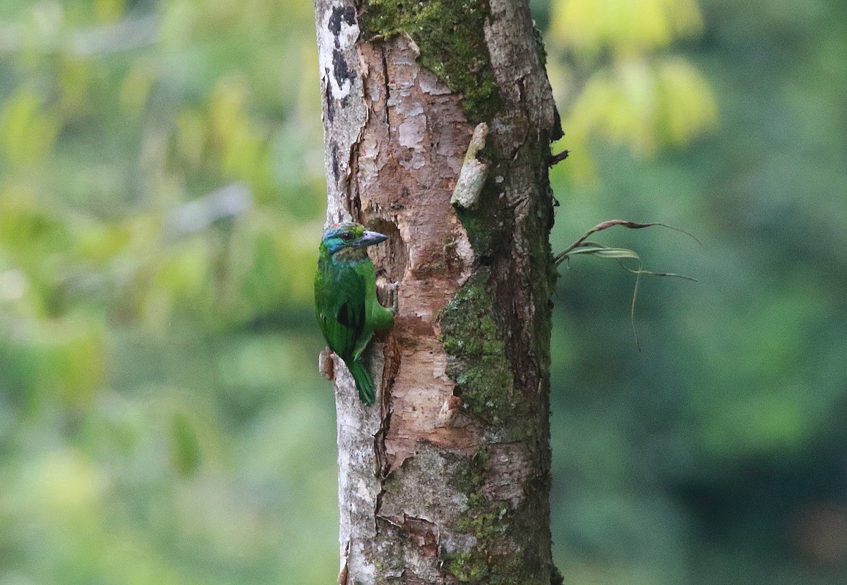Borneobartvogel - ML620057146