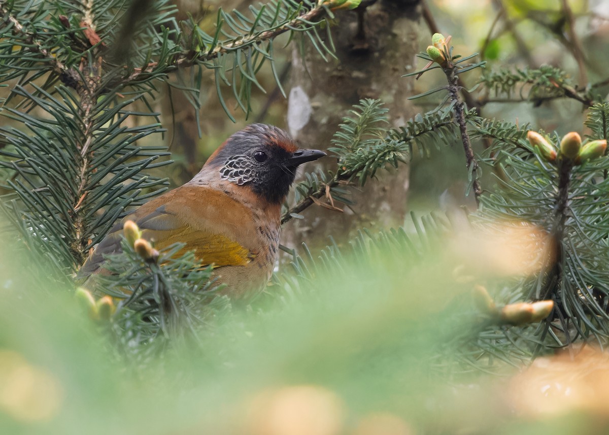 Chestnut-crowned Laughingthrush - ML620057160