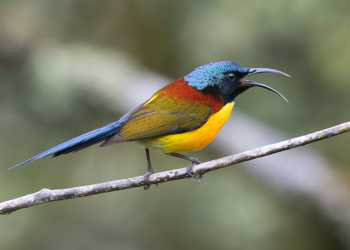 Green-tailed Sunbird - Ayuwat Jearwattanakanok