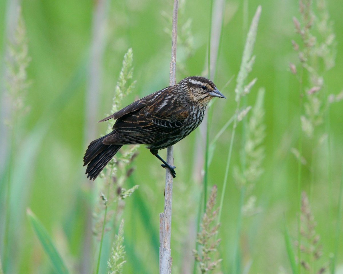 Red-winged Blackbird - ML620057166