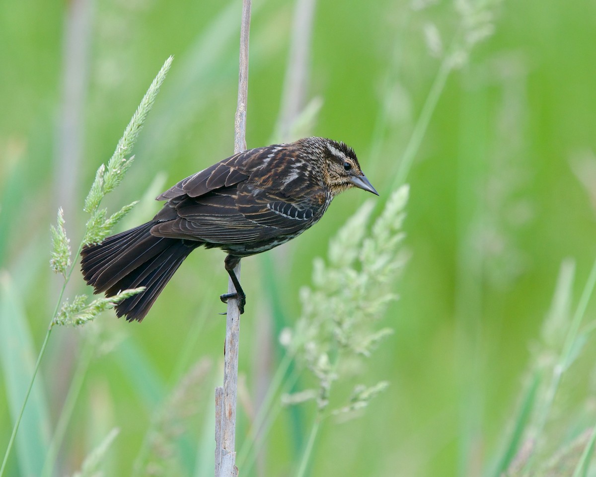 Red-winged Blackbird - ML620057167