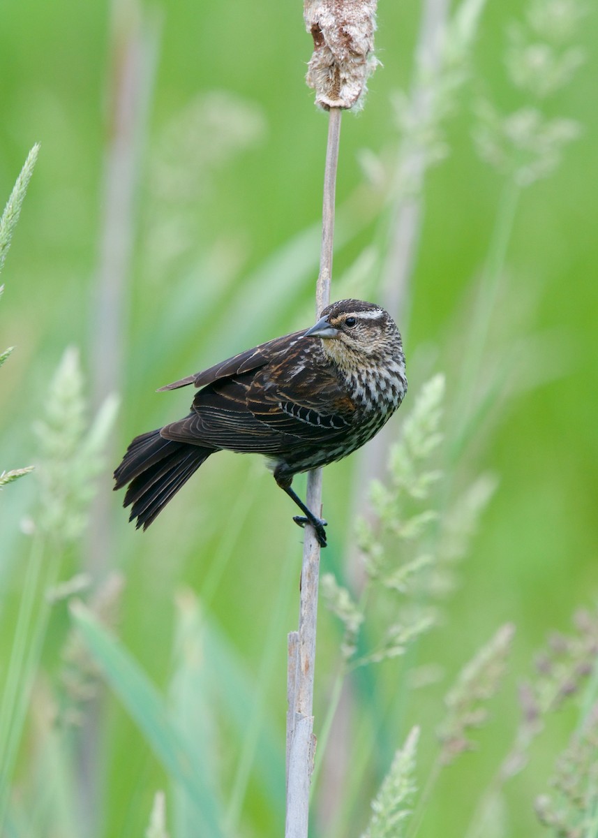 Red-winged Blackbird - ML620057168