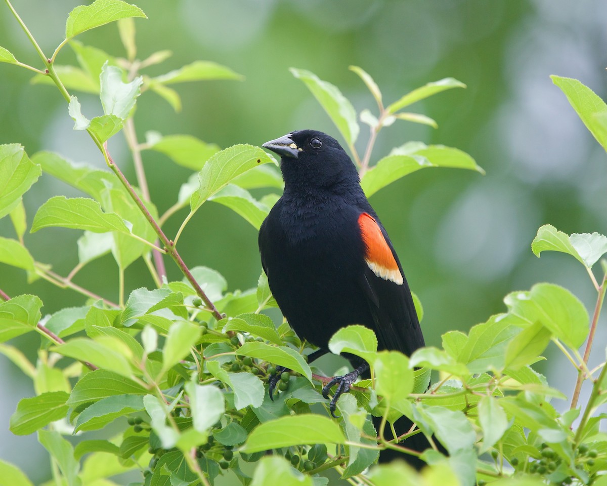 Red-winged Blackbird - ML620057169