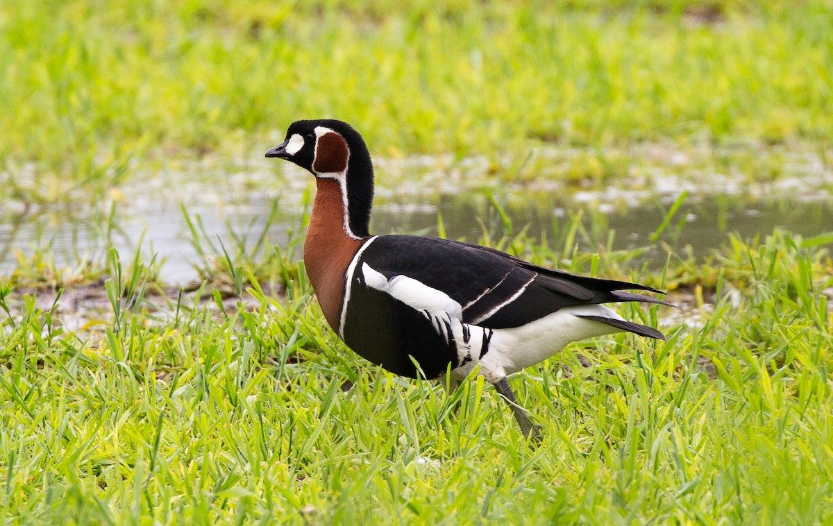 Red-breasted Goose - ML620057175
