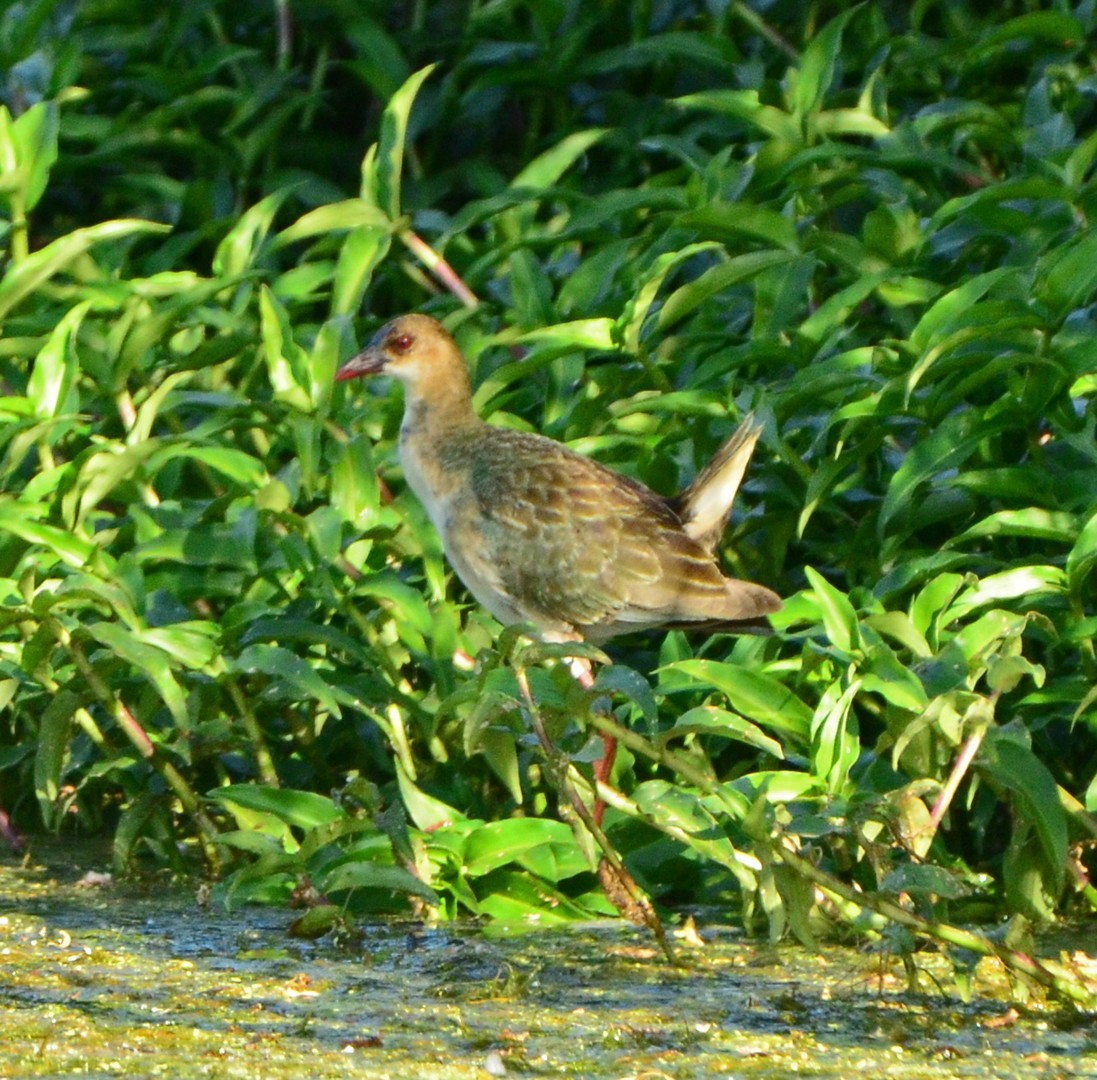 Allen's Gallinule - ML620057182