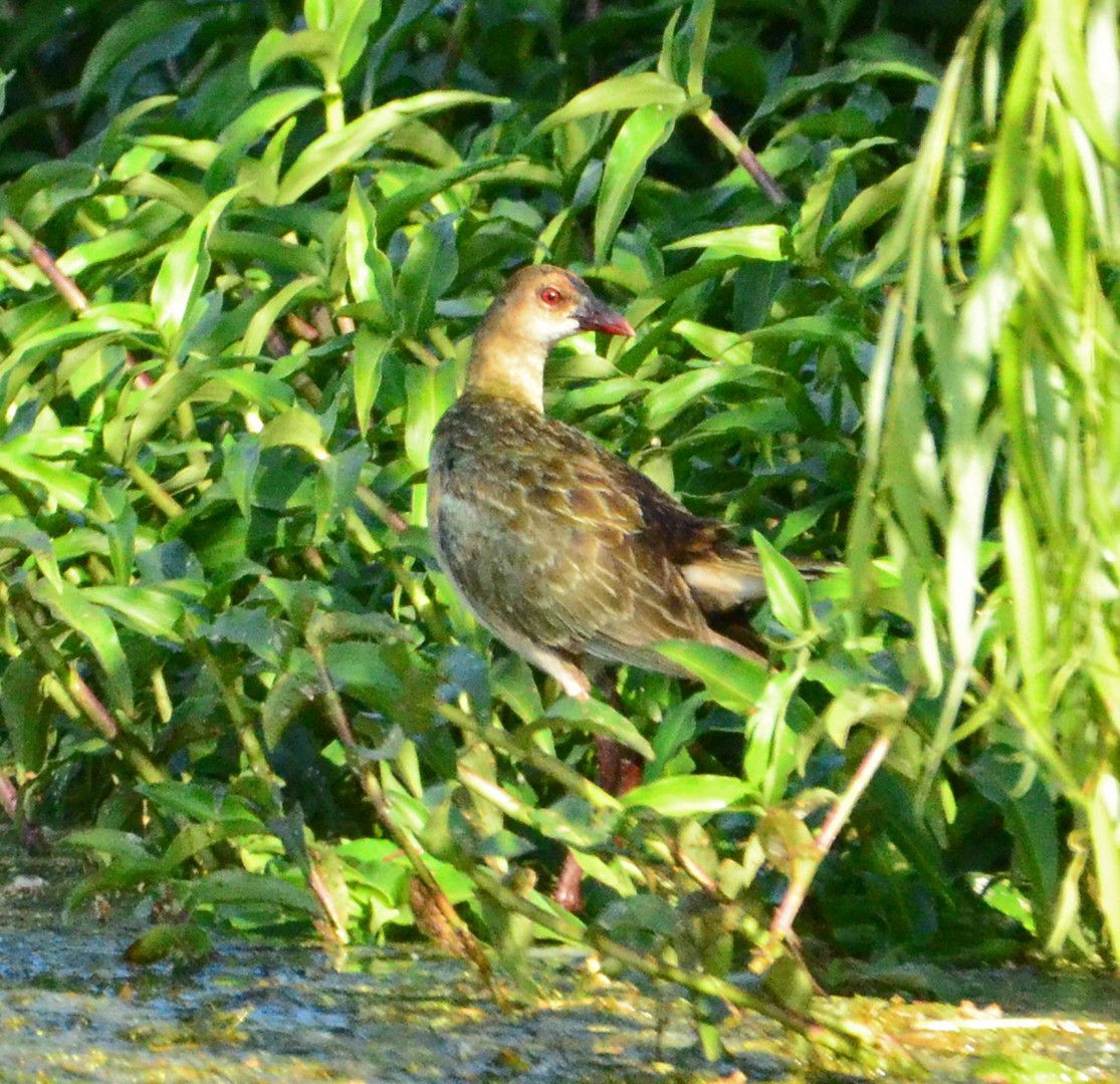 Allen's Gallinule - ML620057184