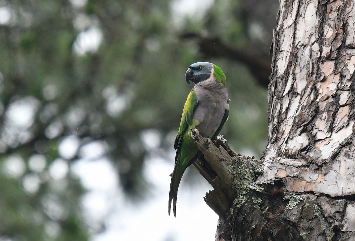 Derbyan Parakeet - ML620057206