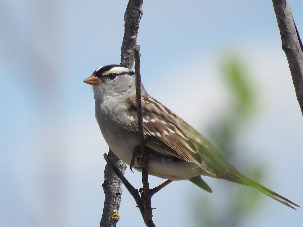 White-crowned Sparrow - ML620057212
