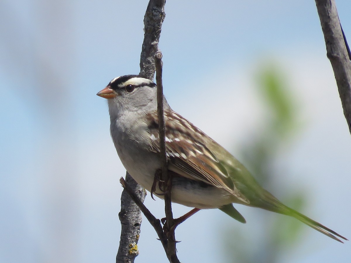 Bruant à couronne blanche - ML620057212