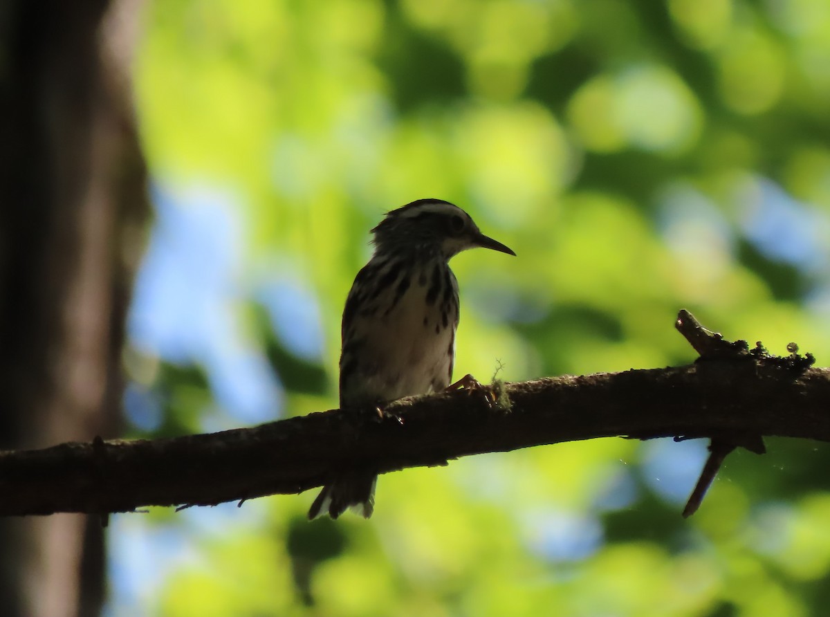 Black-and-white Warbler - ML620057228