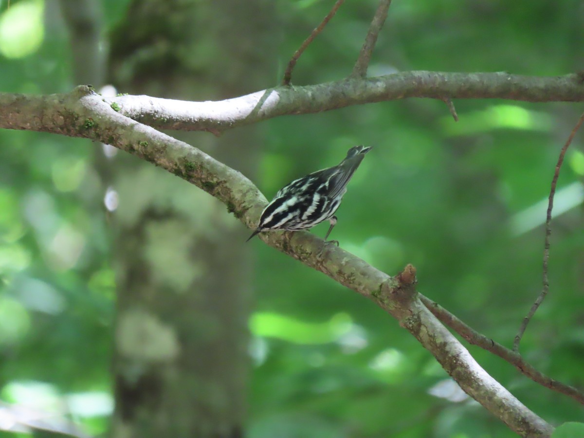 Black-and-white Warbler - ML620057229