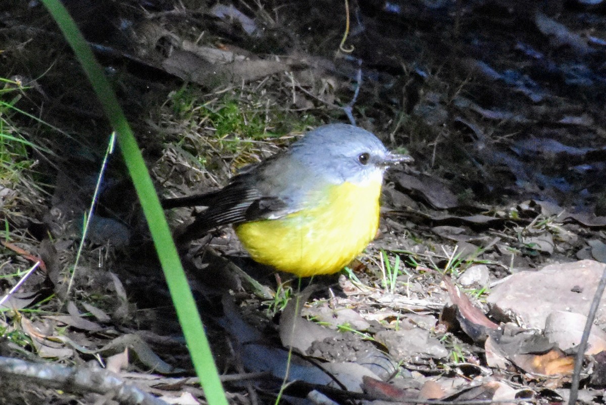 Miro à poitrine jaune - ML620057231