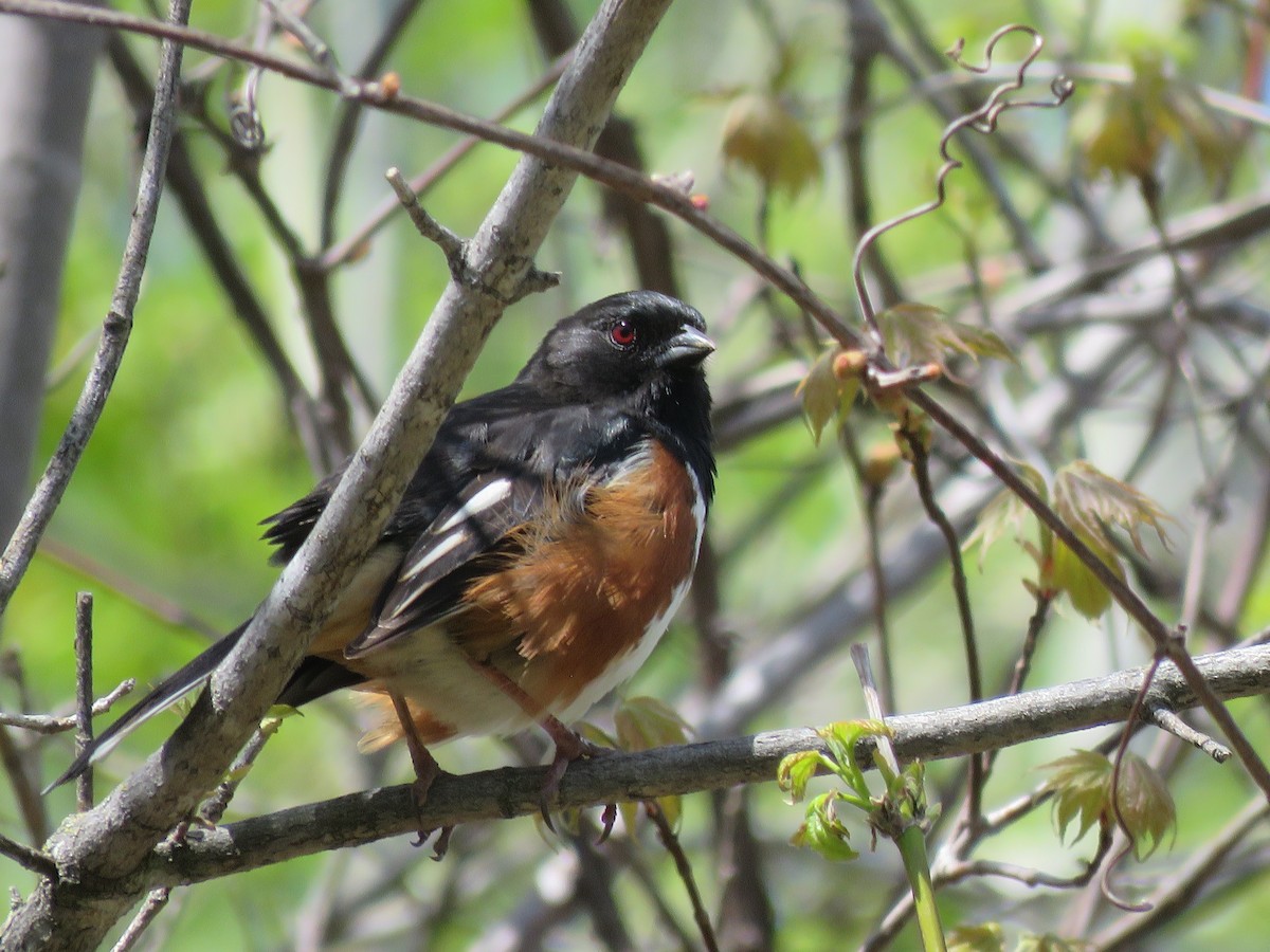 Eastern Towhee - ML620057232