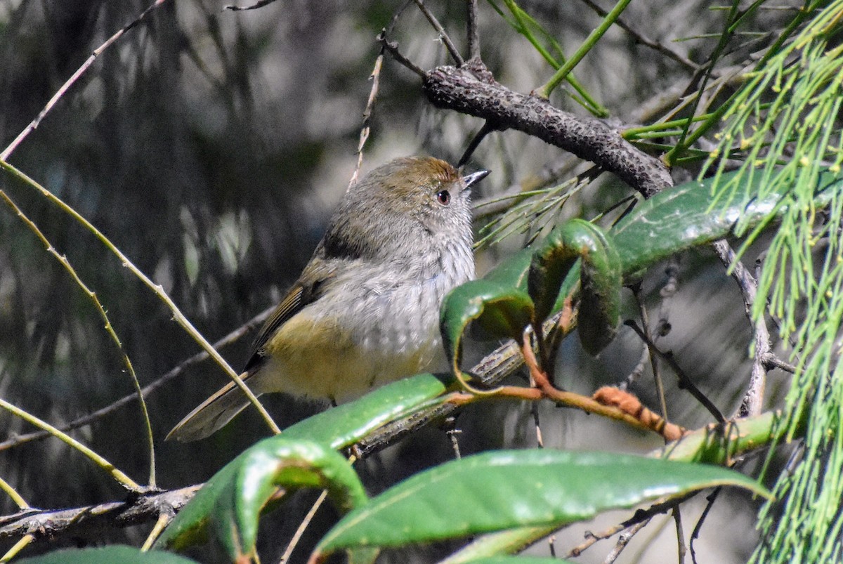 Brown Thornbill - ML620057236