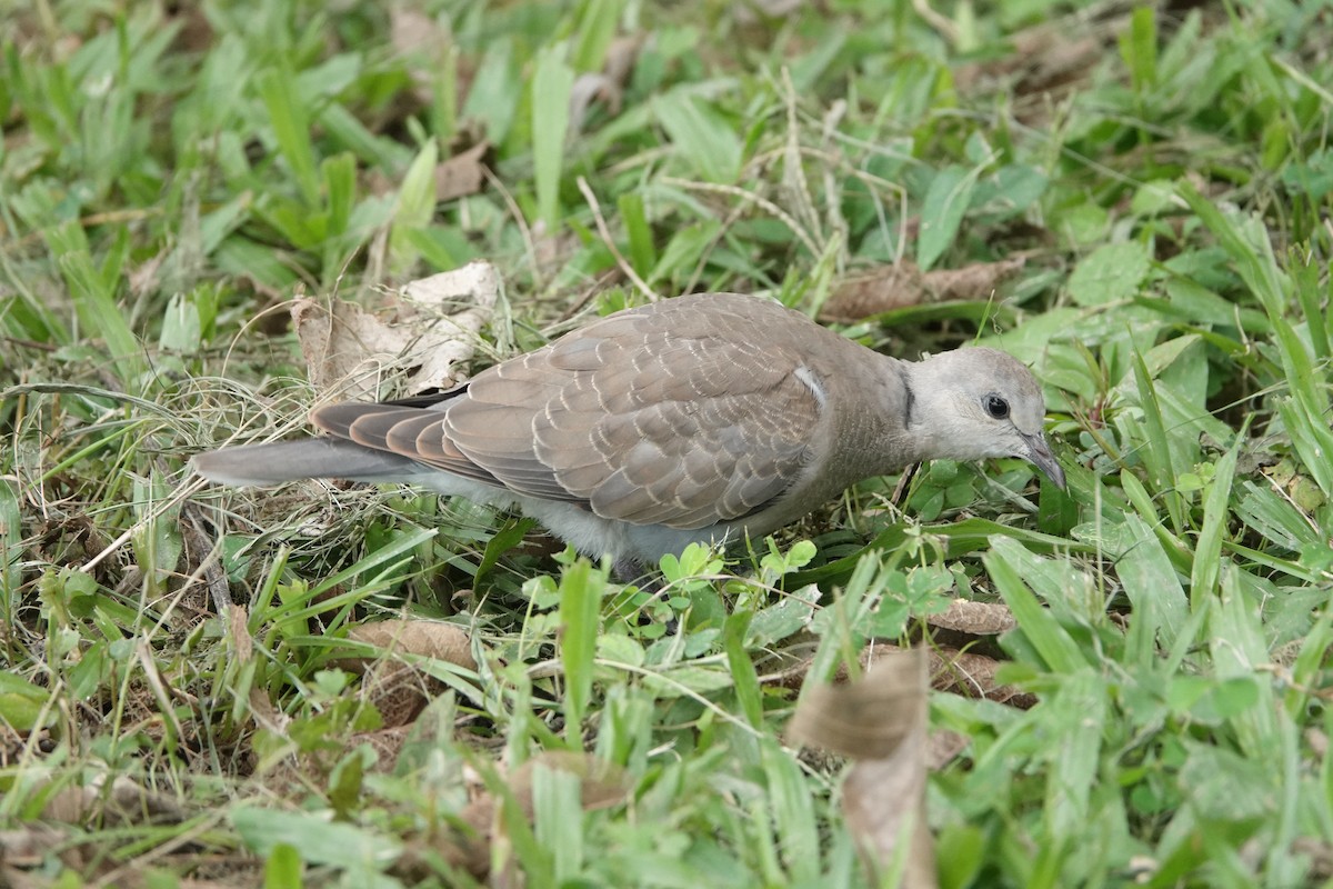 Red Collared-Dove - ML620057245