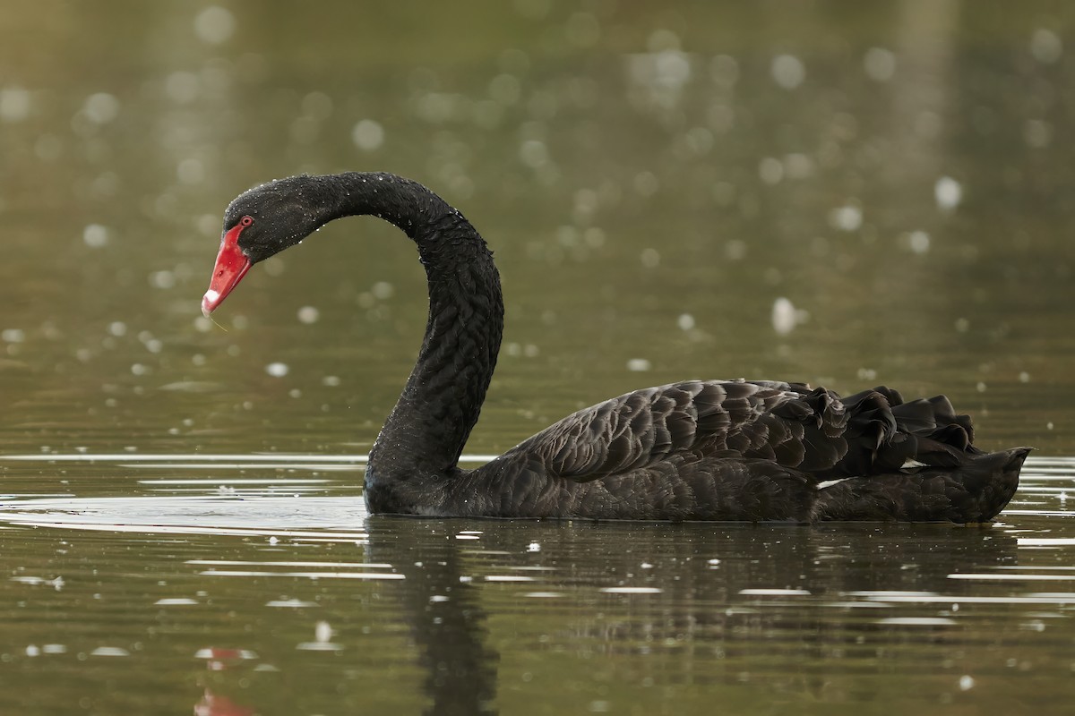 Black Swan - ML620057252