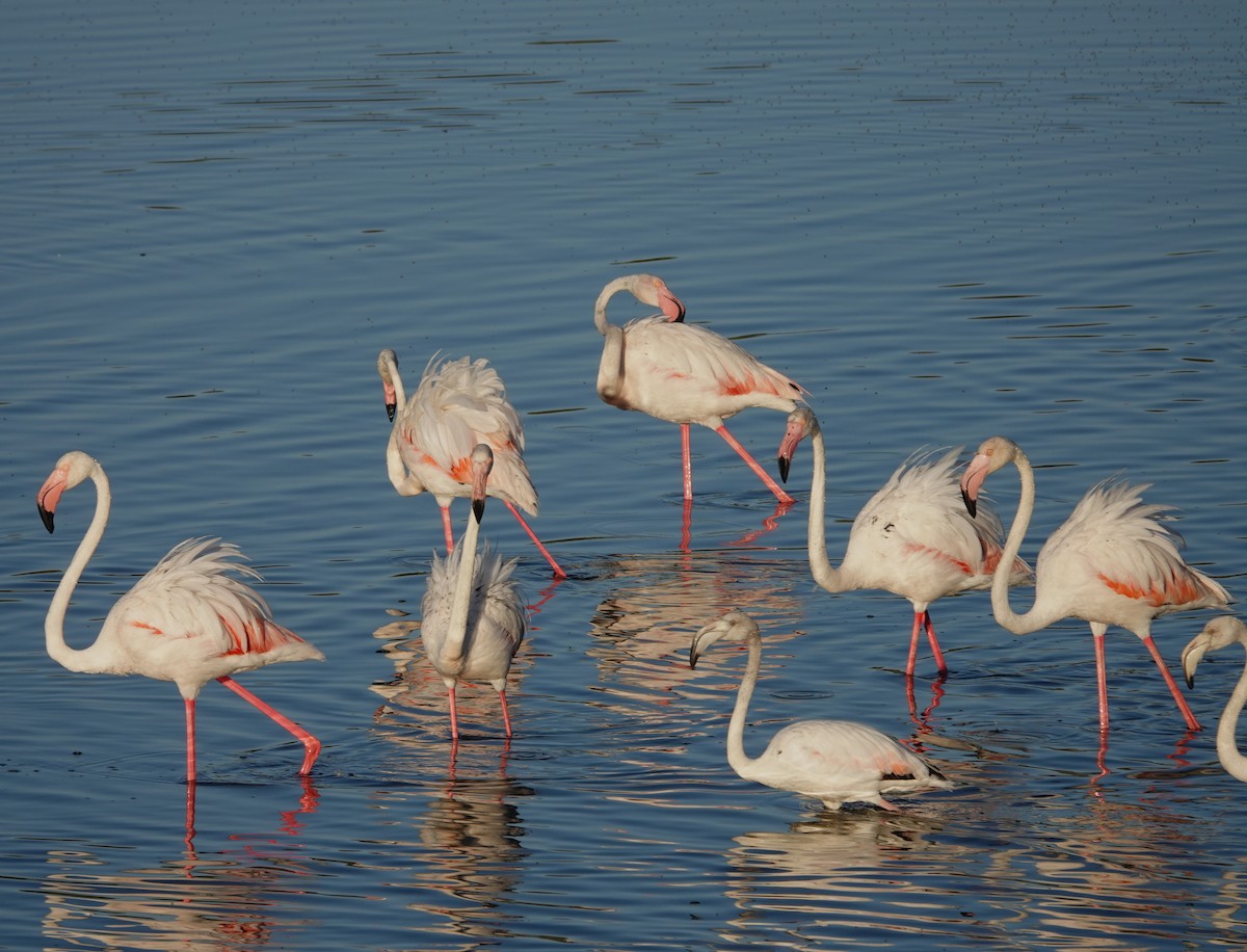 Greater Flamingo - ML620057255