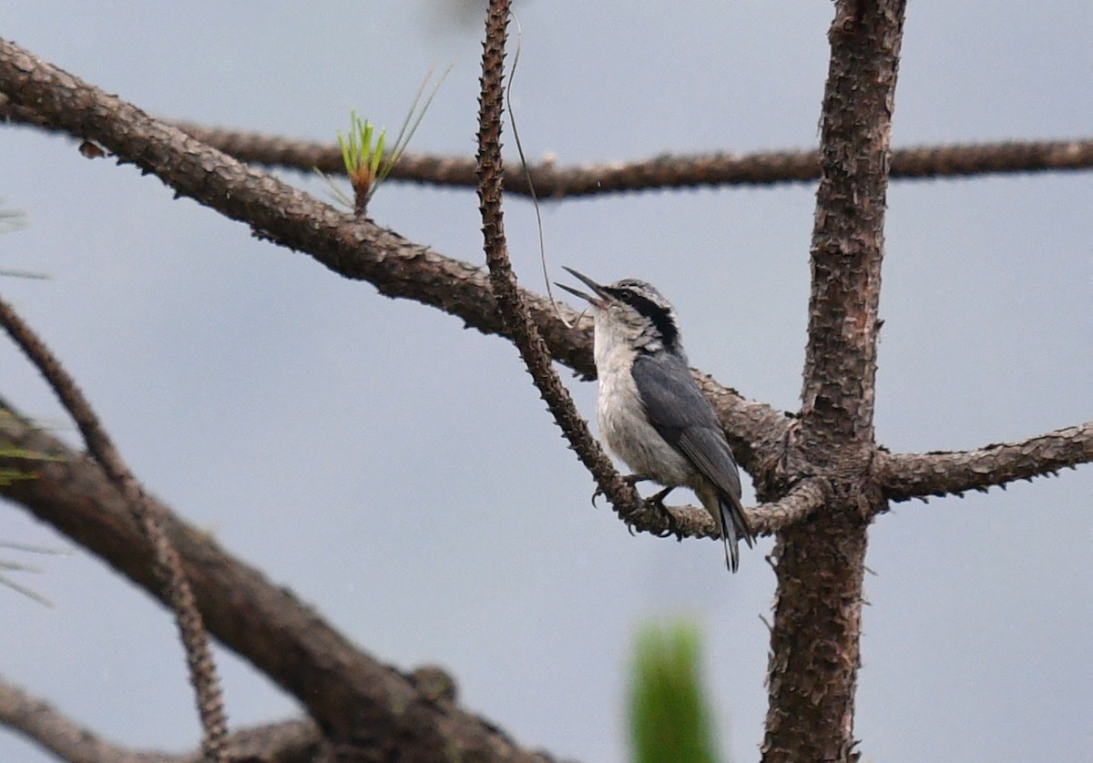 Yunnan Nuthatch - ML620057256