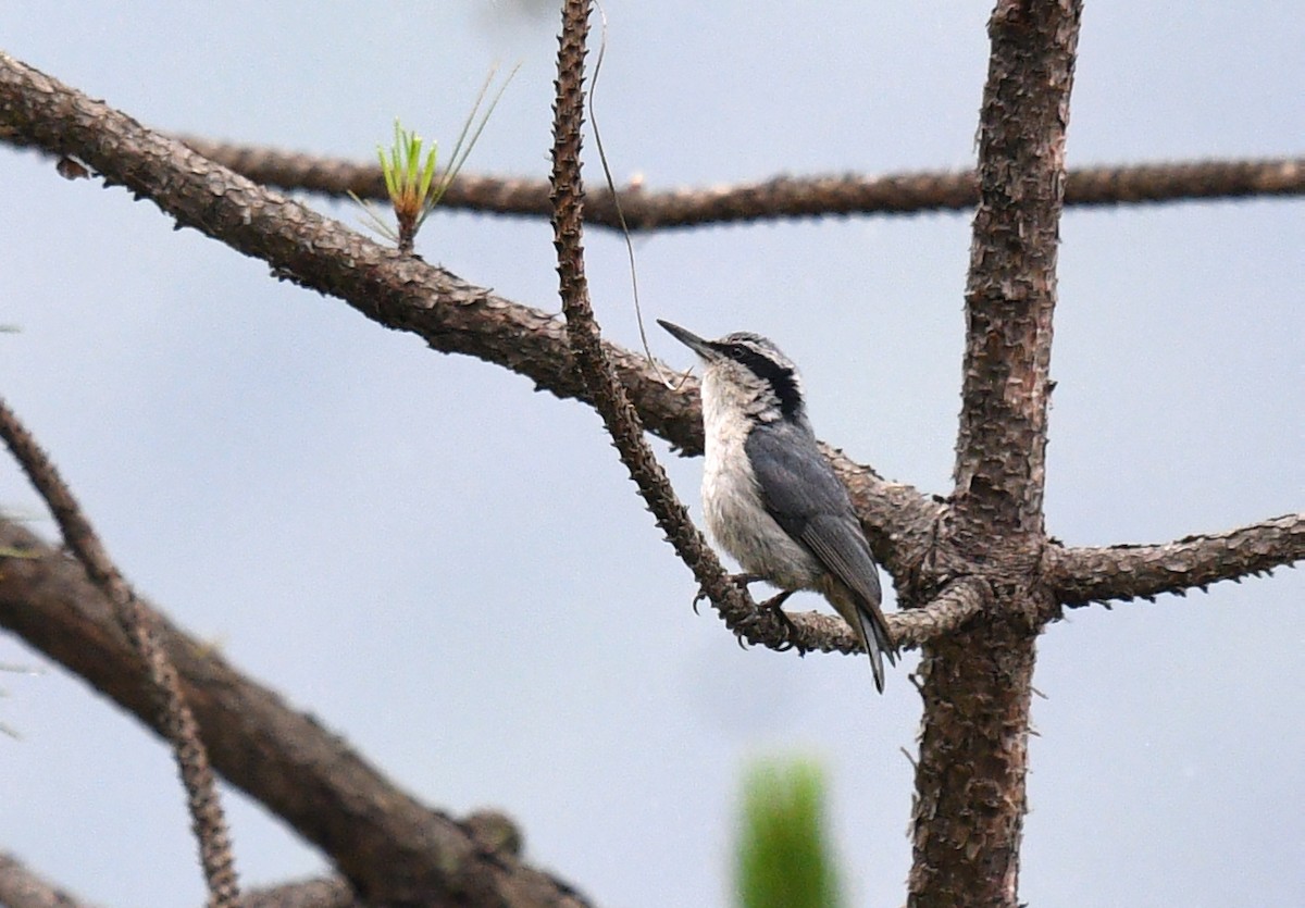 Yunnan Nuthatch - ML620057257