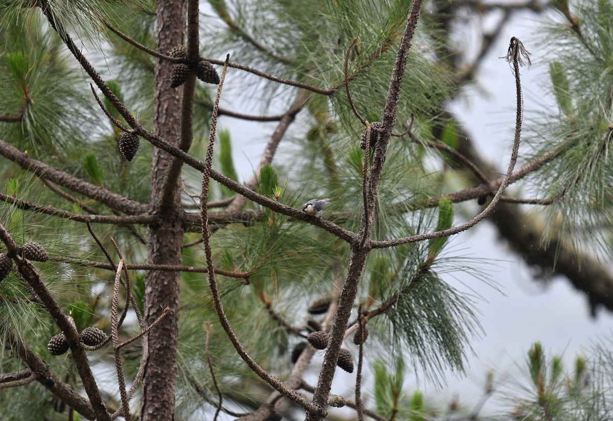 Yunnan Nuthatch - ML620057258