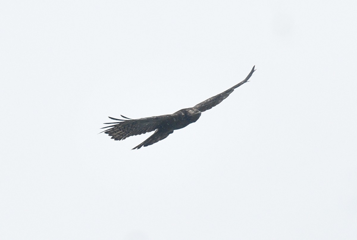 Oriental Honey-buzzard - ML620057260
