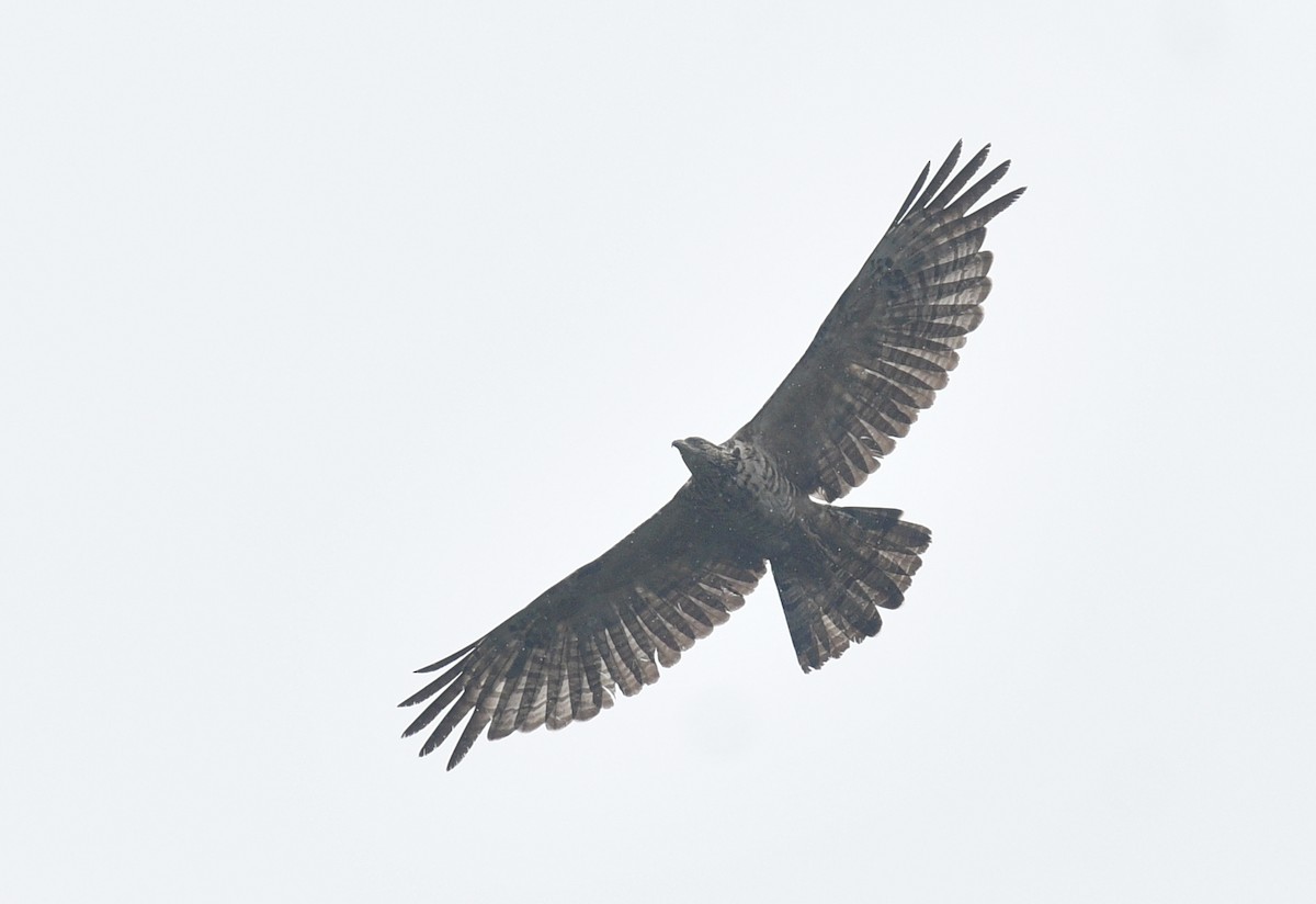 Oriental Honey-buzzard - ML620057262