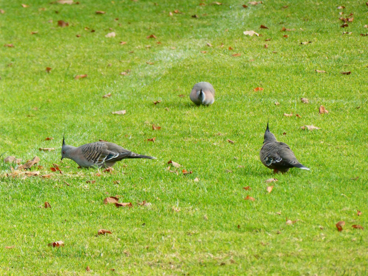 Crested Pigeon - ML620057272