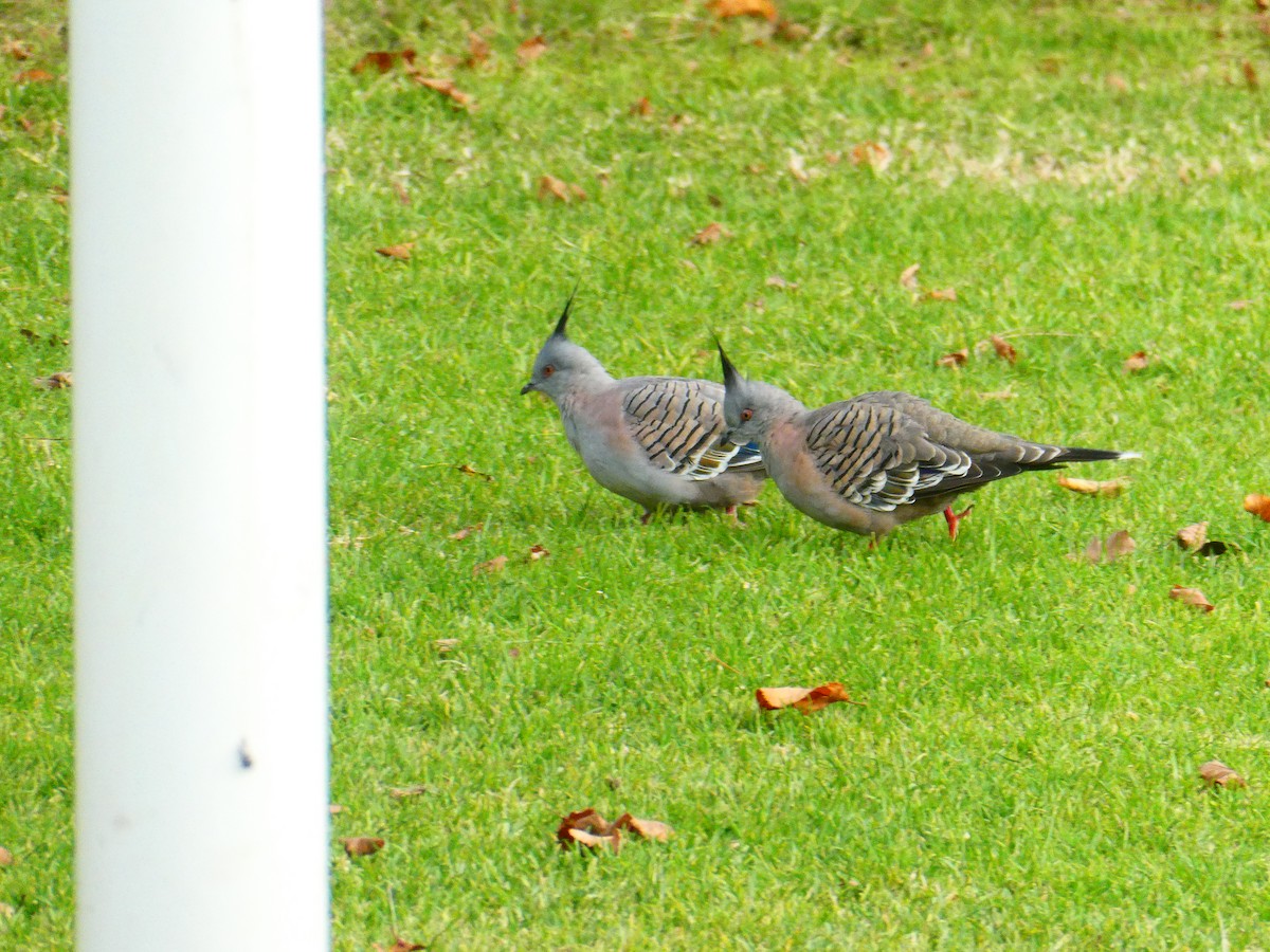 Crested Pigeon - ML620057278
