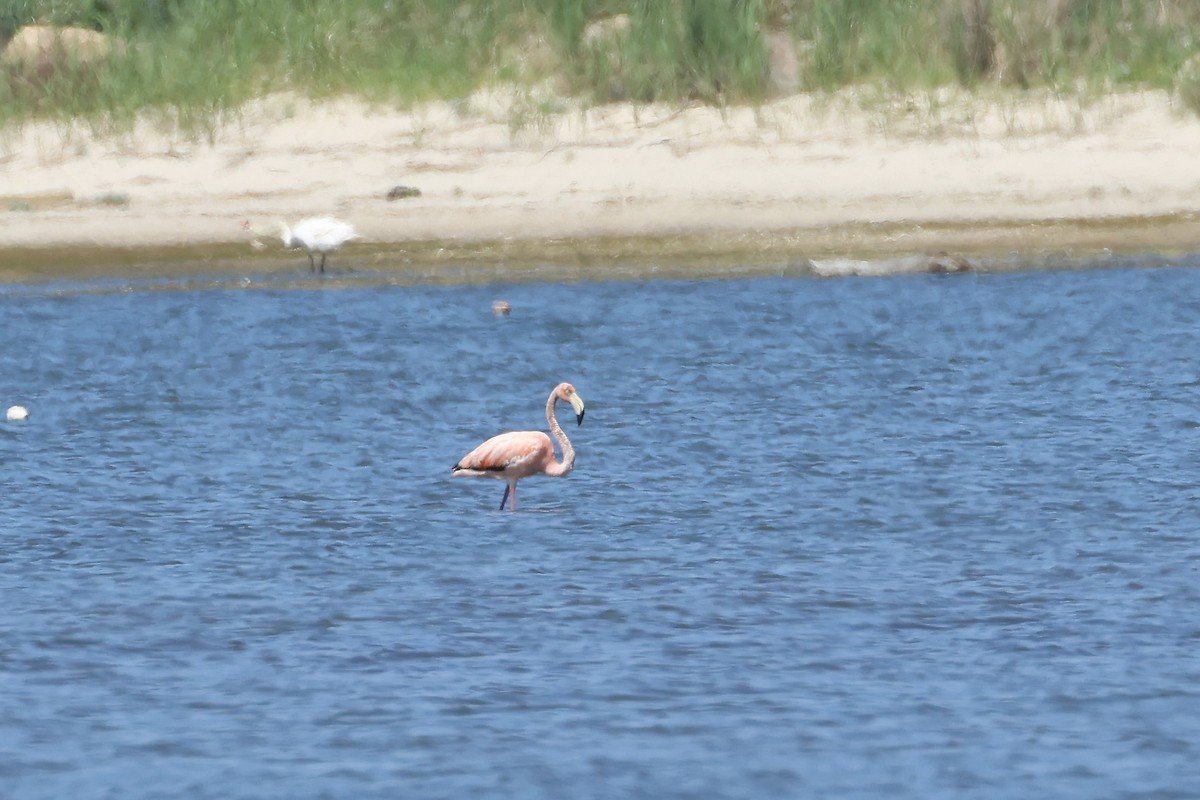 American Flamingo - ML620057281
