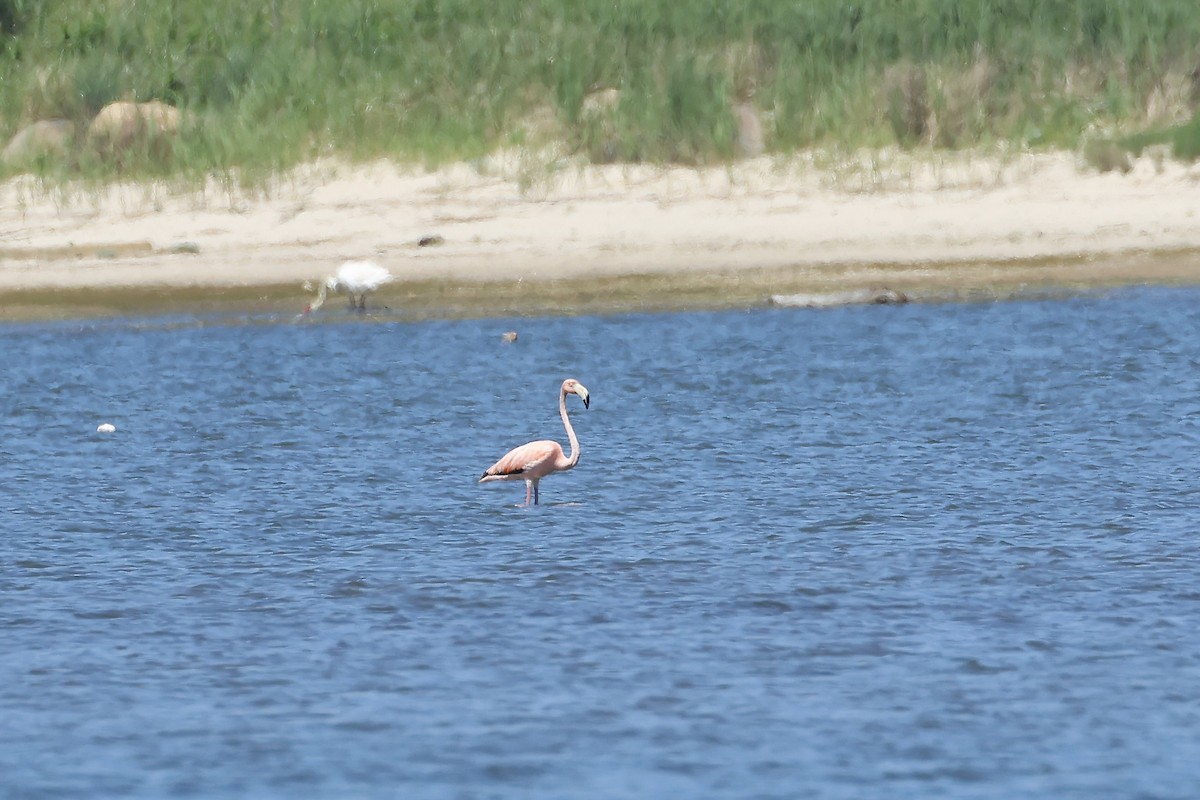 American Flamingo - ML620057282