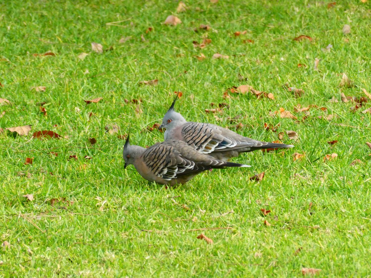 Crested Pigeon - ML620057285