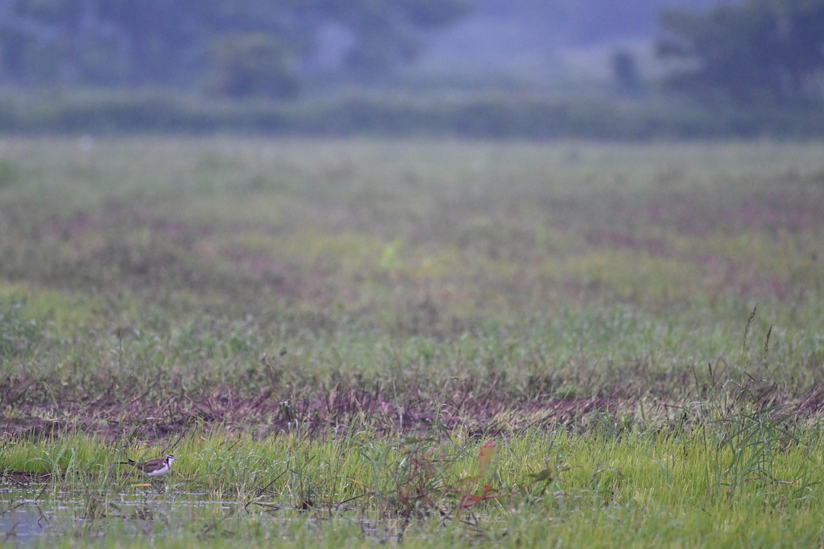 Pheasant-tailed Jacana - ML620057288