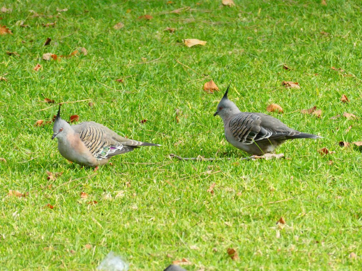 Crested Pigeon - ML620057289