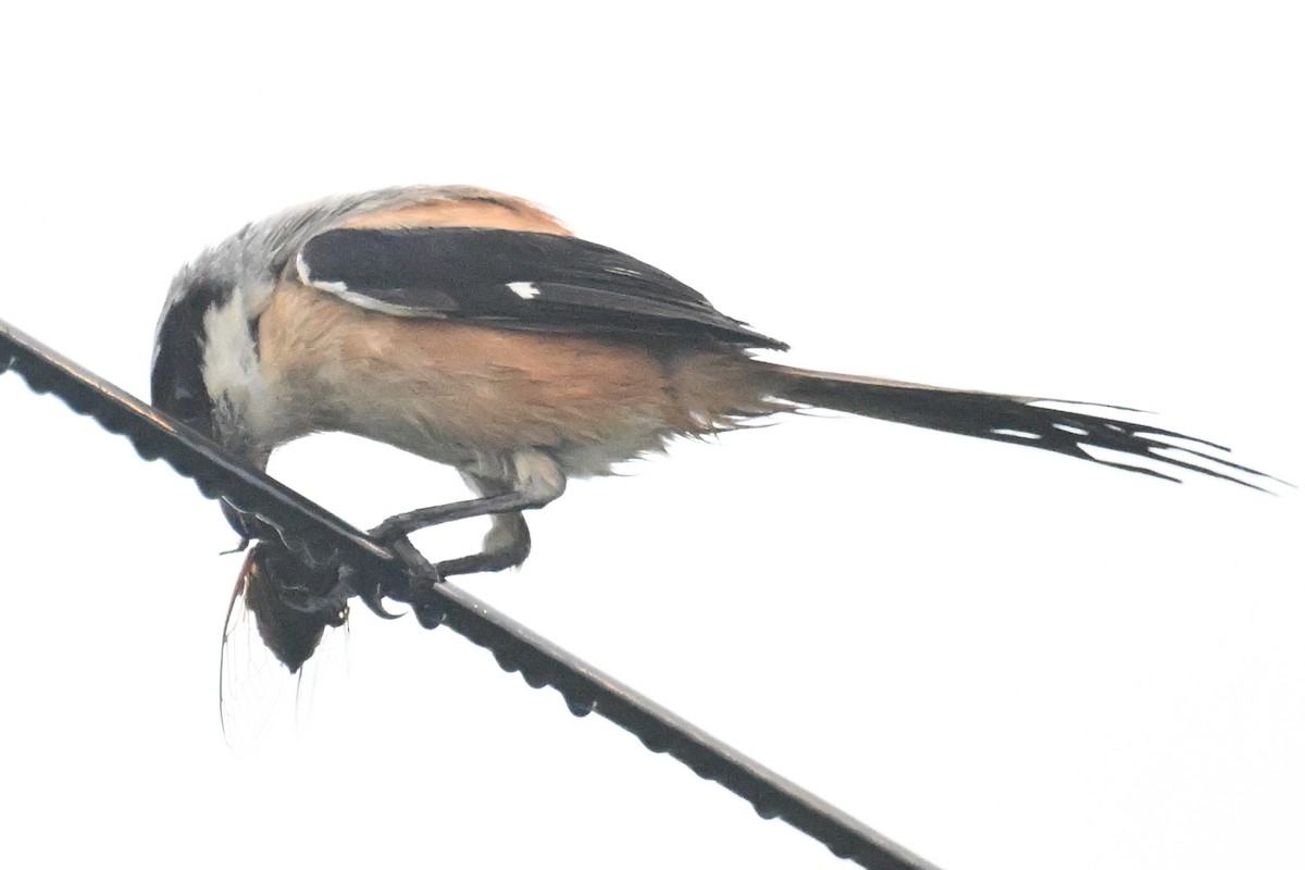 Long-tailed Shrike (schach) - ML620057292