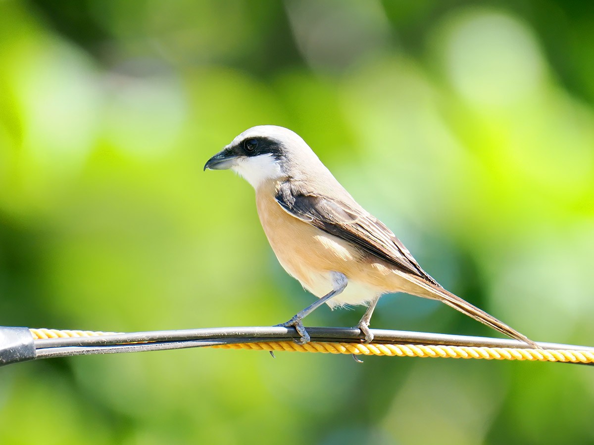 Brown Shrike (Philippine) - ML620057296