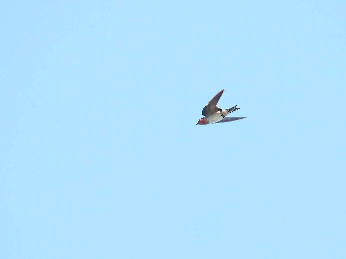 Pacific Swallow - ML620057298