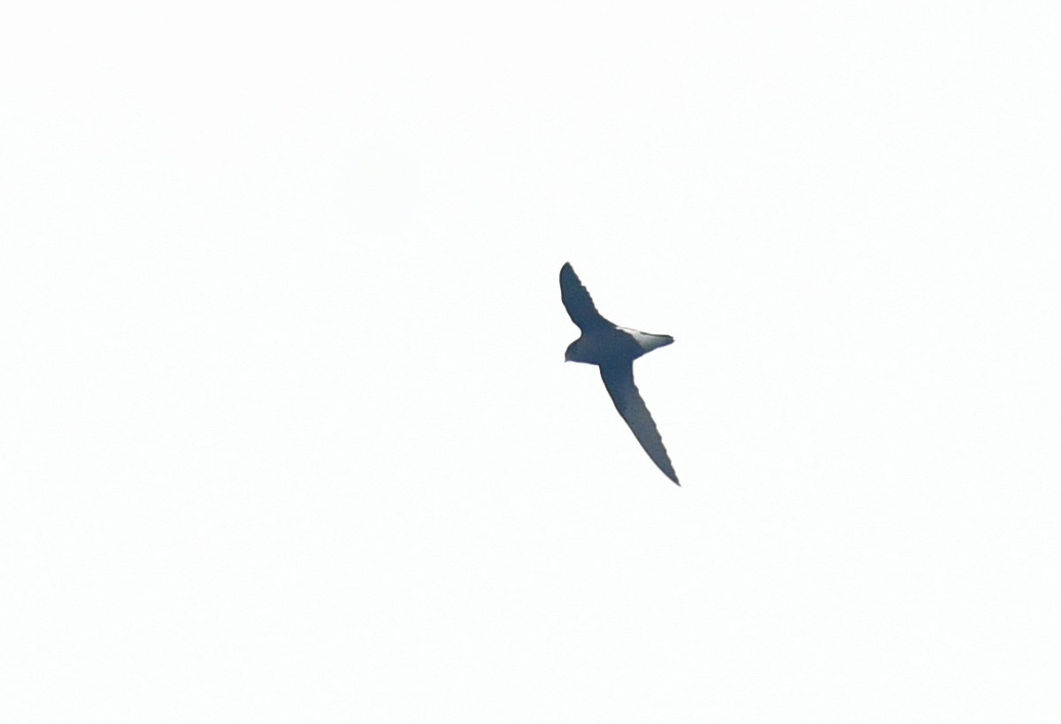 Silver-backed Needletail - Rofikul Islam