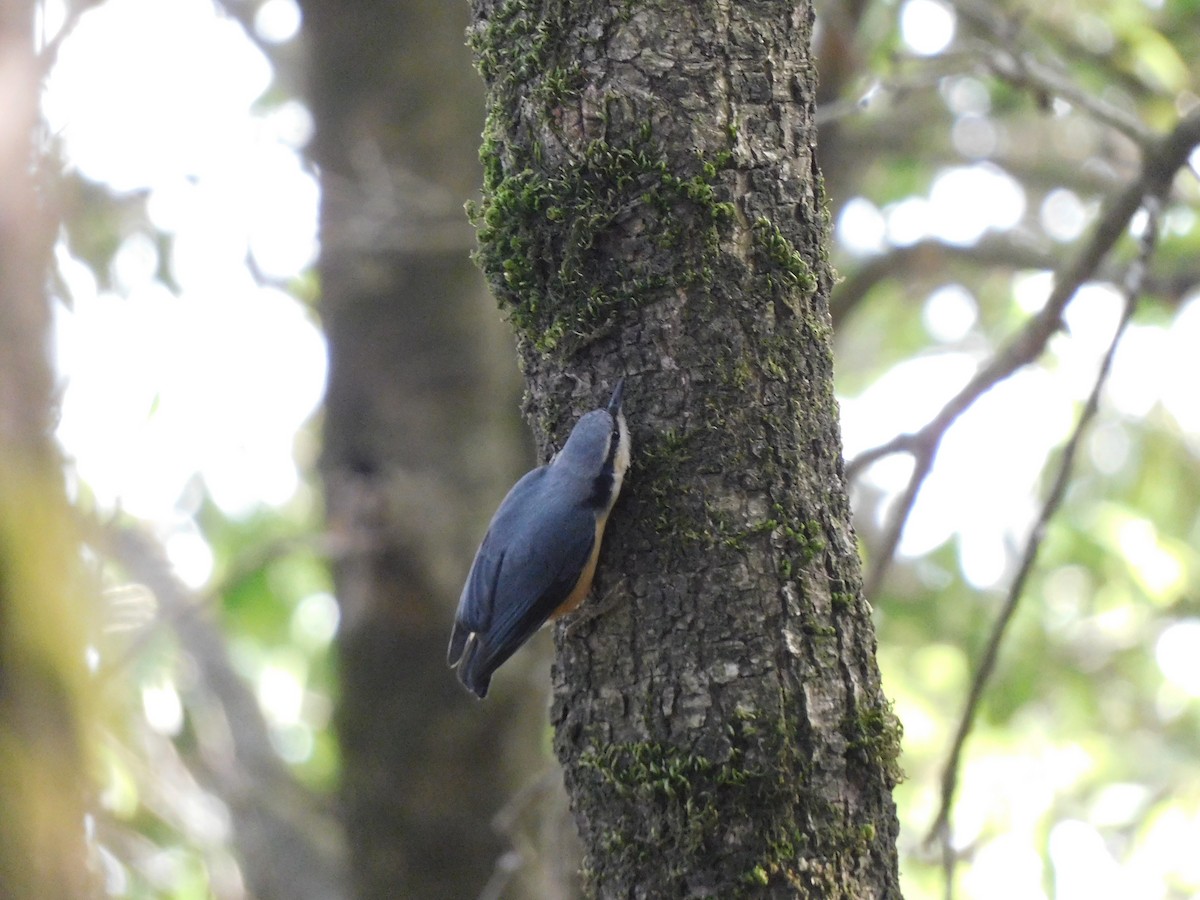 White-tailed Nuthatch - ML620057320