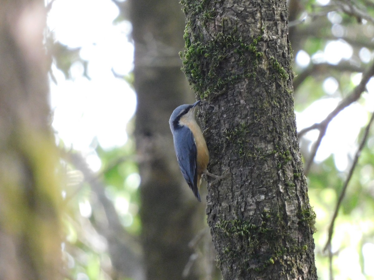 White-tailed Nuthatch - ML620057321