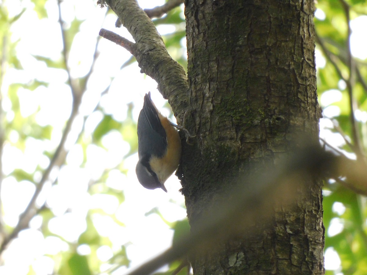 White-tailed Nuthatch - ML620057322