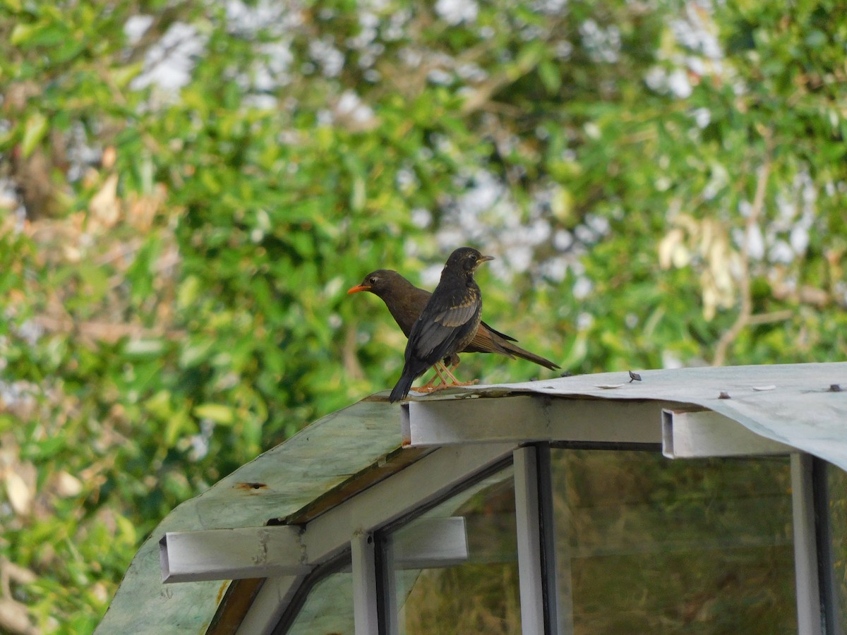 Gray-winged Blackbird - jagdish negi