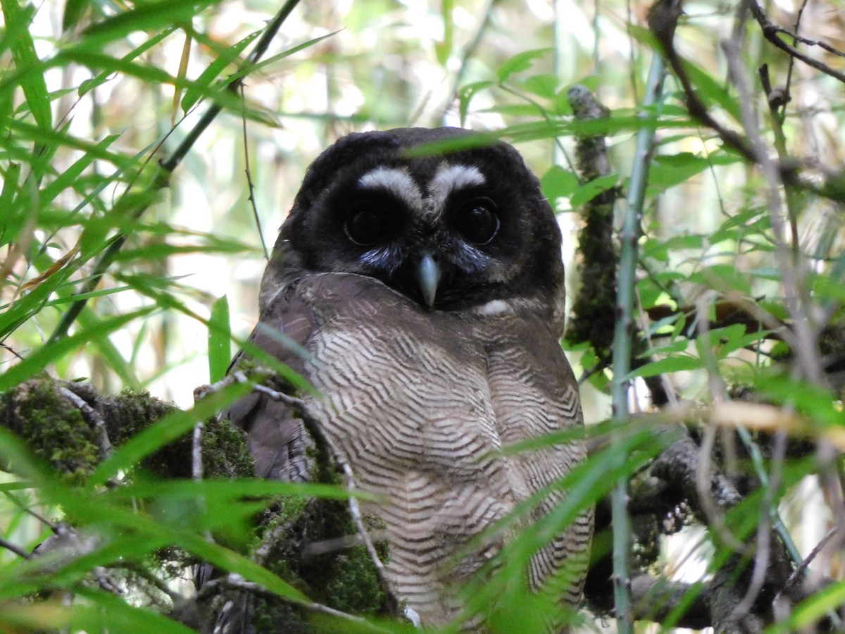 Brown Wood-Owl - ML620057343